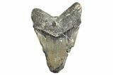 Bargain, Fossil Megalodon Tooth - North Carolina #338541-1
